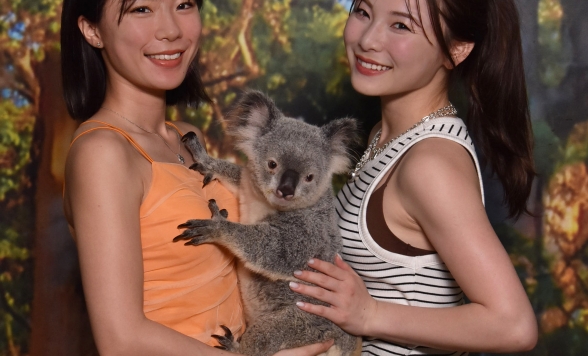 ケアンズ・コアラ＆クリーチャーズ